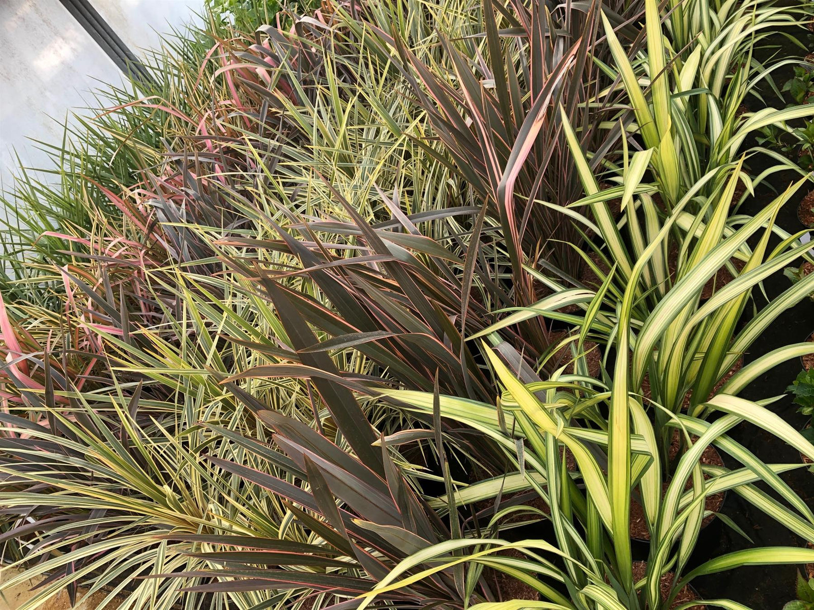 Phormium Yellow Wave Evergreen Shrub Large 80-90cm Plant In A 3 Litre Pot