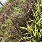 Phormium Cookianum Tricolor Evergreen Specimen Shrub Plant Large 30-40cm Supplied In A 3 Litre Pot