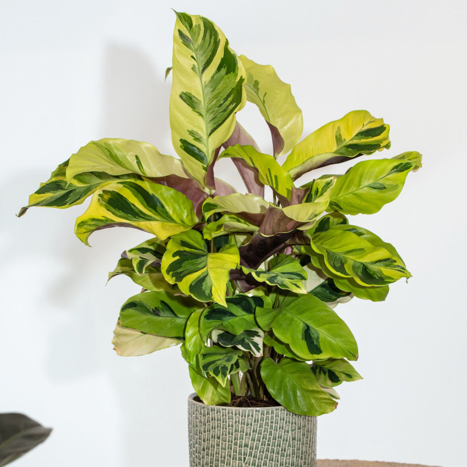 Prayer Plant - Calathea 'yellow Fusion' - Height 30-40cm - ⌀14cm | Set of 1 | Green