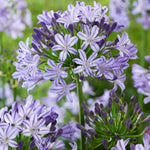 Agapanthus Everpanthus Poppin Star - 9cm Pot | 3 x 9cm | Purple