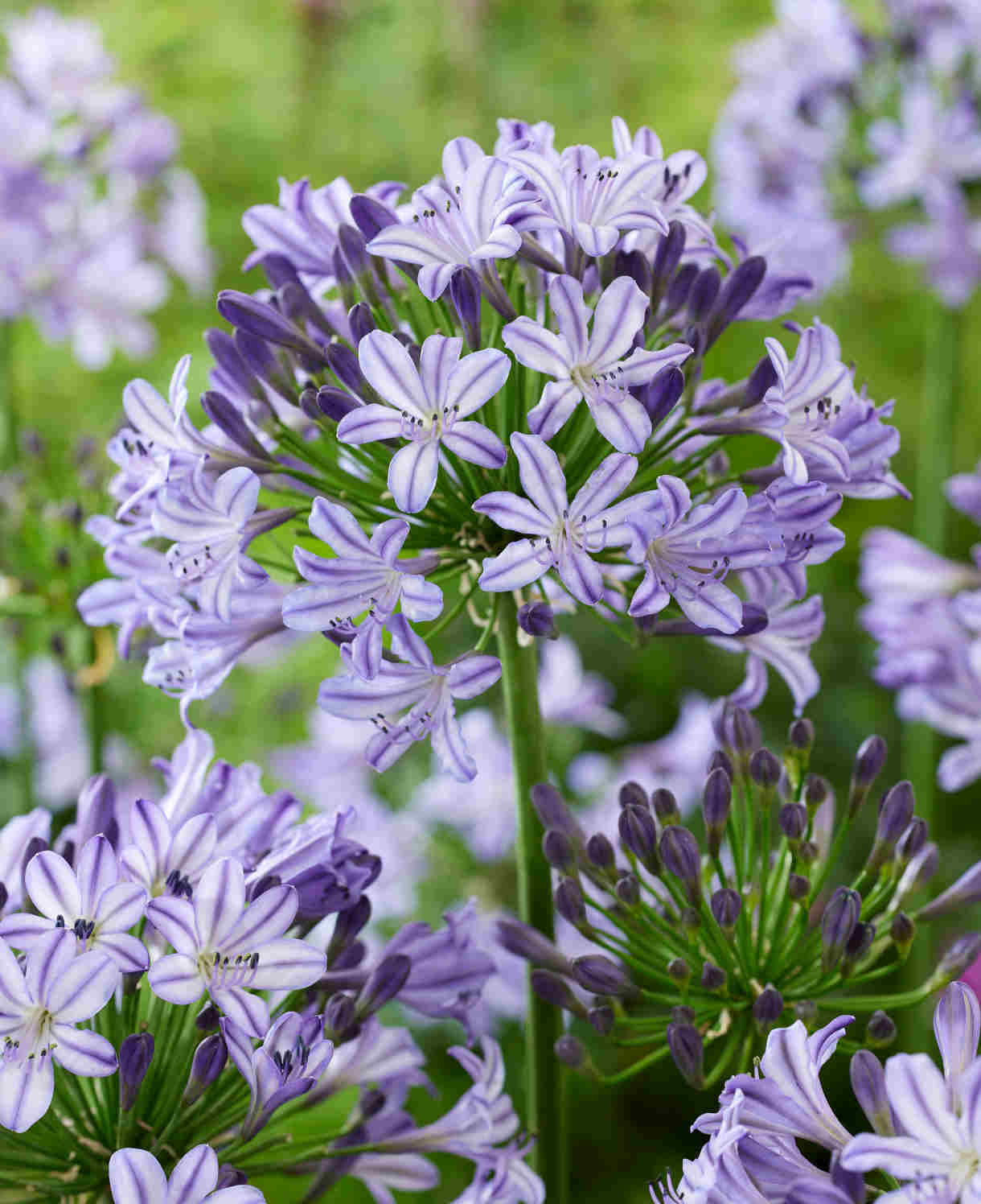 Agapanthus Everpanthus Poppin Star - 9cm Pot | 3 x 9cm | Purple