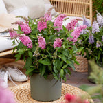 Buddleja 'butterfly Candy Little Pink' (dwarf) | 1 x 9cm | Pink