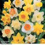 Thompson & Morgan Spring Spectacular Colour Collection 200 Bulbs