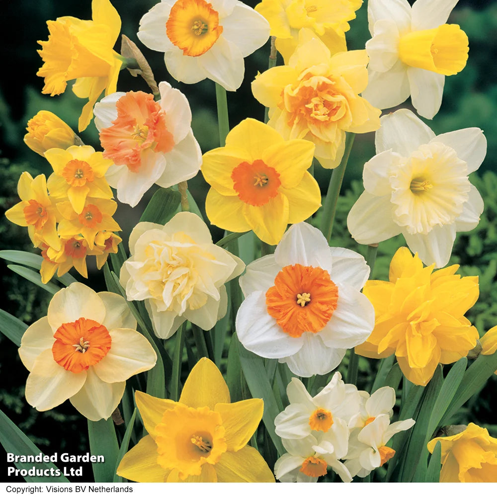 Thompson & Morgan Spring Spectacular Colour Collection 200 Bulbs
