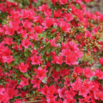 Zingy Azalea Collection - 8cm pots | Set-of-9 | Multi