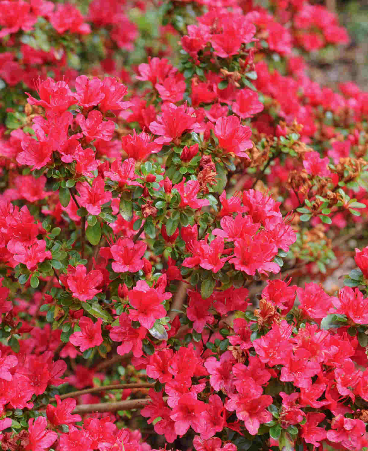 Zingy Azalea Collection - 8cm pots | Set-of-9 | Multi