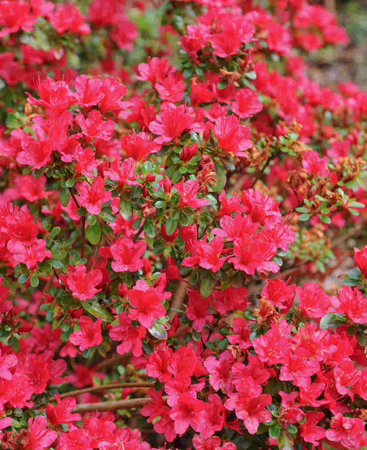 Zingy Azalea Collection - 8cm pots | Set of 9 | Multi