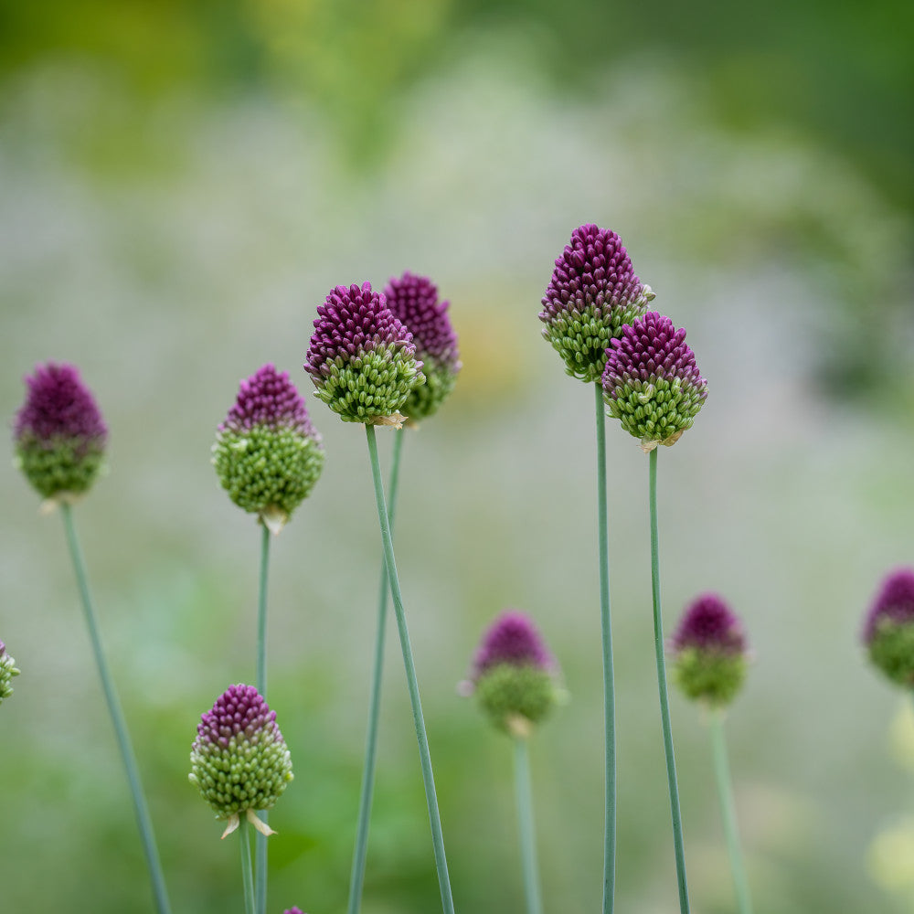 Allium Ultimate Mix - Pack Of 100 Mixed Allium Bulbs | 100 x Bulbs | Multi