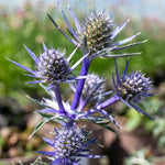 Eryngium 'picos Amethyst' Plants | 3 x 9cm | Multi