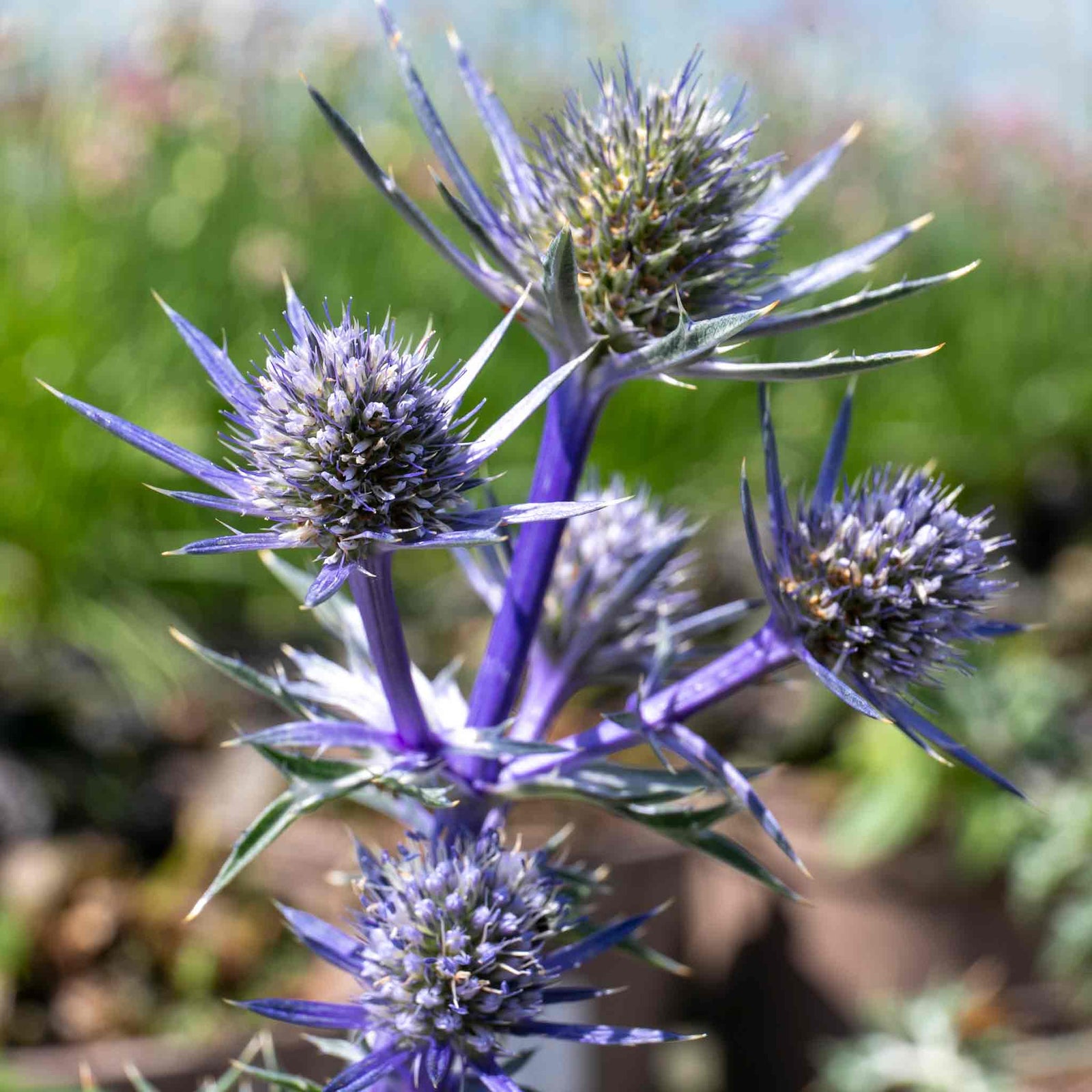 Eryngium 'picos Amethyst' Plants | 1 x 9cm | Multi