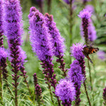 Liatris Spicata Floristan Violett - 3 x 9cm pots