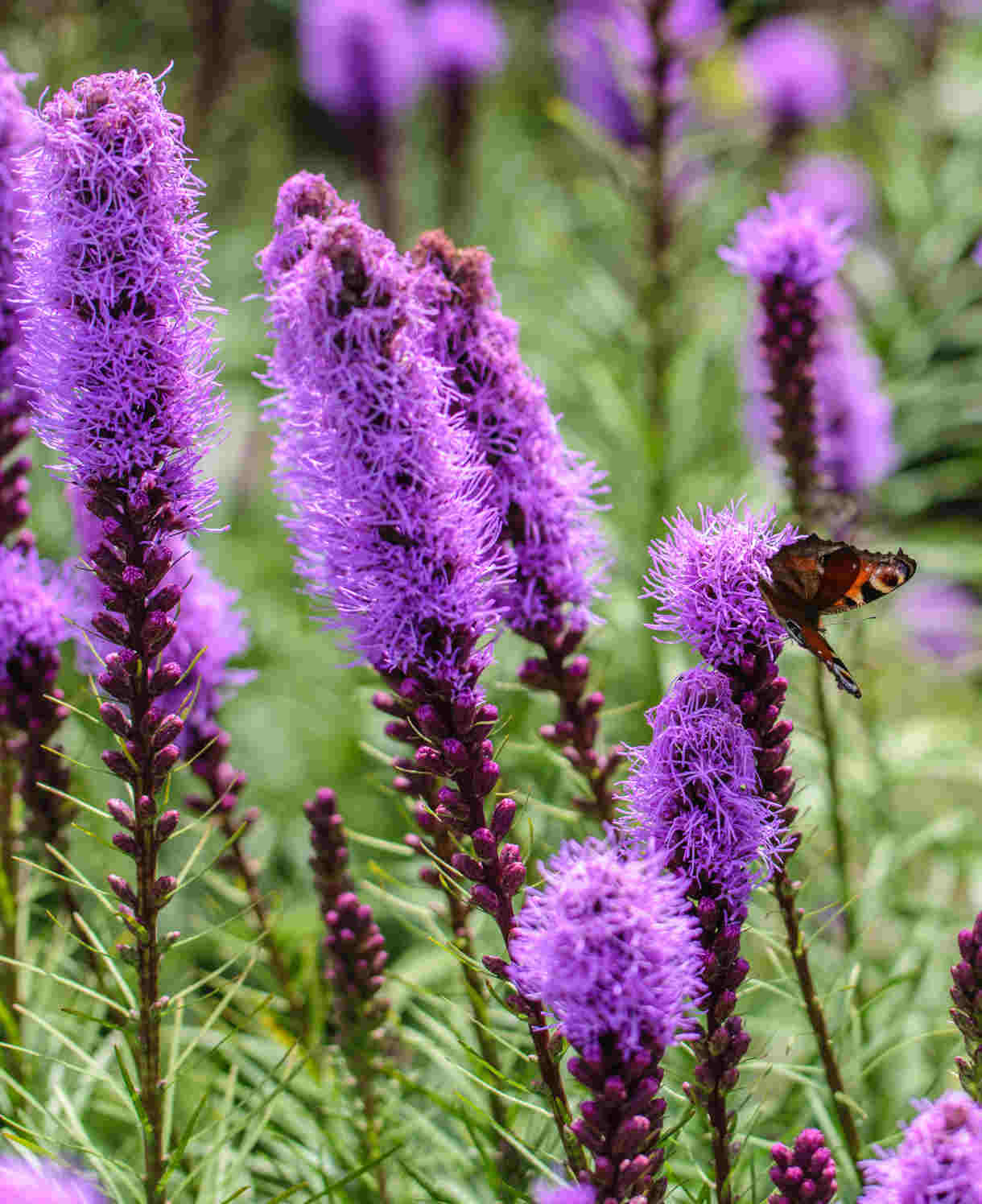 Liatris Spicata Floristan Violett - 3 x 9cm pots