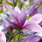 Magnolia Betty Plant 2-3ft Tall Supplied In A 3 Litre Pot