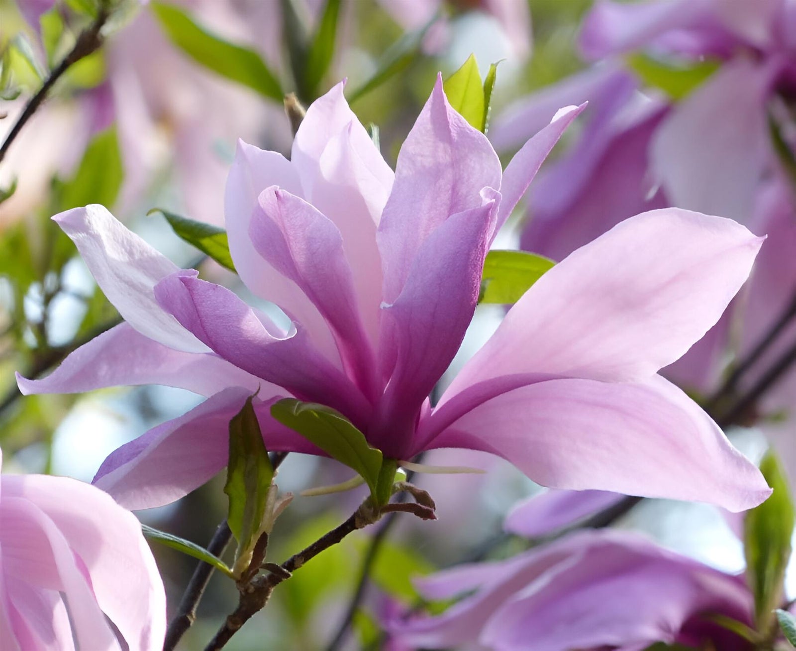 Magnolia Betty Plant 2-3ft Tall Supplied In A 3 Litre Pot