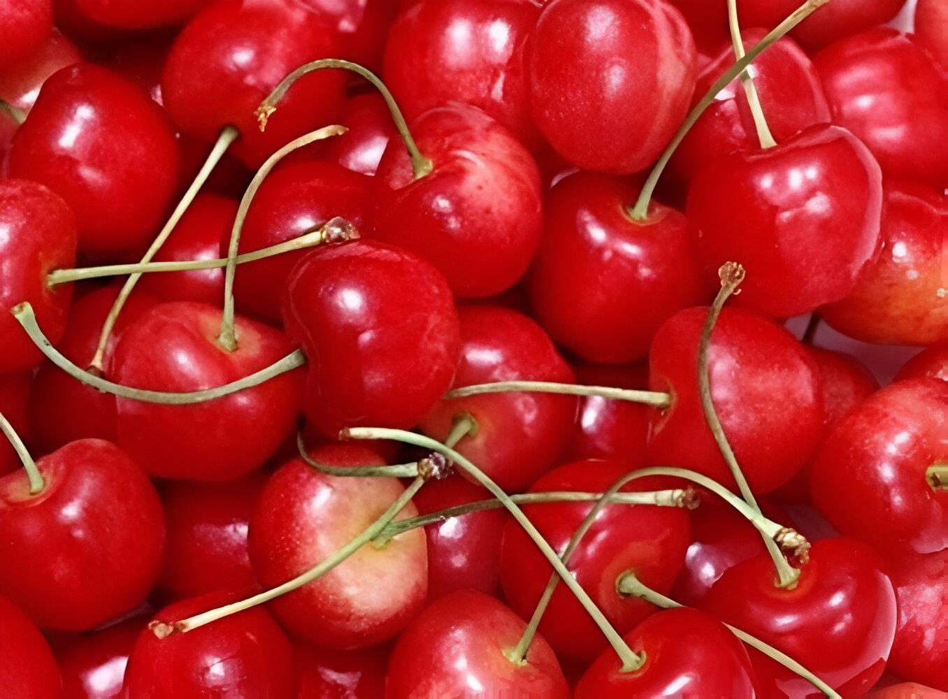 Prunus Summer Sun Cherry Fruit Tree 5-6ft Supplied In A 7.5 Litre Pot
