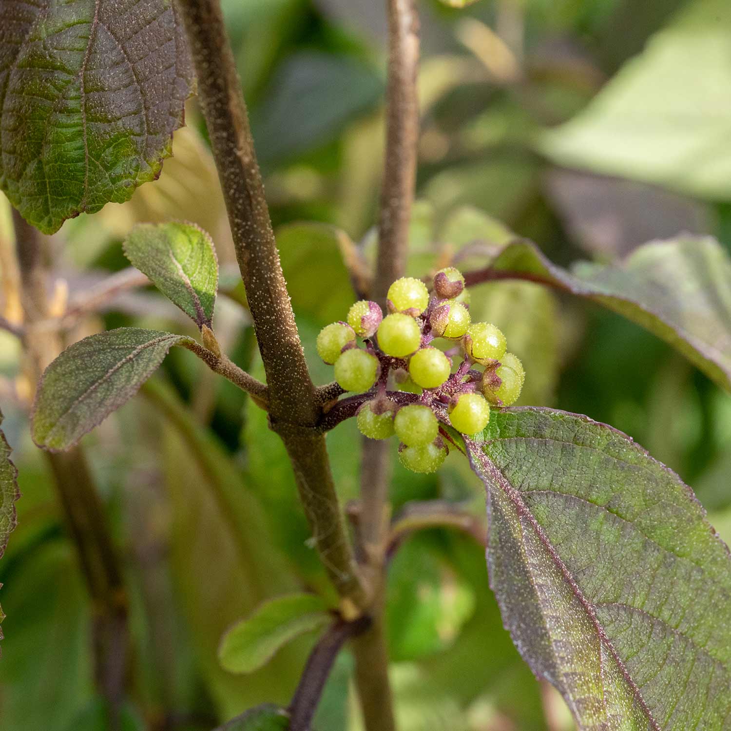 Callicarpa Bodinieri 'profusion' Purple-berried Shrub | 1 x 9cm | Purple
