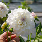 Dahlia Eveline Creamy White With Pink Tips | 1 x Bulb | White