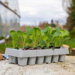 Brussels Sprout 'trafalgar' Plant, 75 Cm | 8 x Pro Grower Plugs | Green