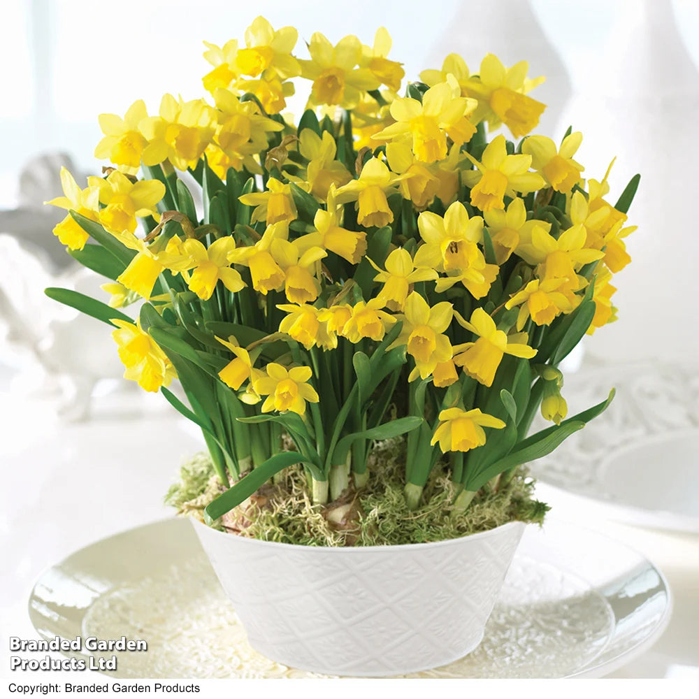 Narcissus 'tete-a-tete' | 20 x Bulbs