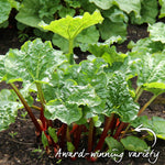 Rhubarb Plant 'raspberry Red' Early, Sweet Deep-red Stems | 1 x 2L | Red