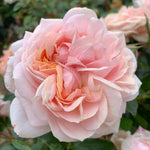 Rose 'joie Du Vivre' Floribunda - Rose Of The Year 2011 | 1 x Bare Root | Pink