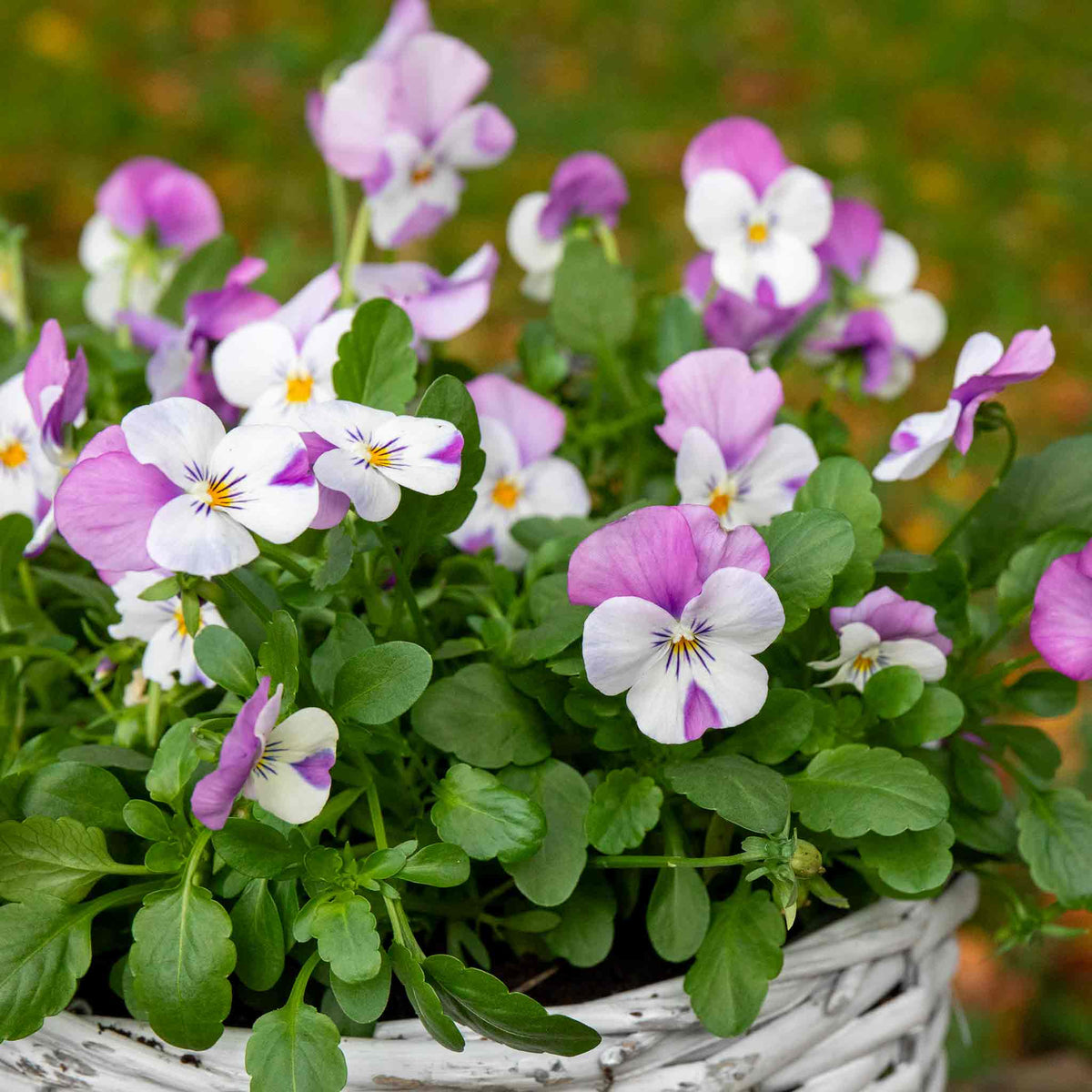 Marshalls Garden Viola 'sorbet Pink Wings' - Garden Ready Plugs