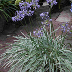 Hayloft Agapanthus Silver Moon - Striking Variegated Foliage 3 X 9cm Pots