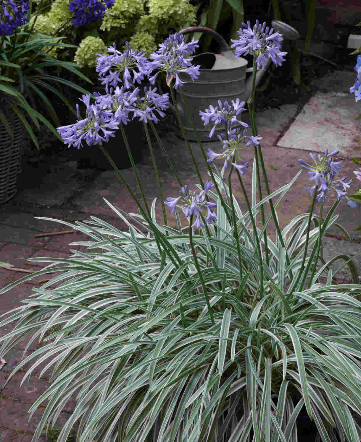 Hayloft Agapanthus Silver Moon - Striking Variegated Foliage 3 X 9cm Pots
