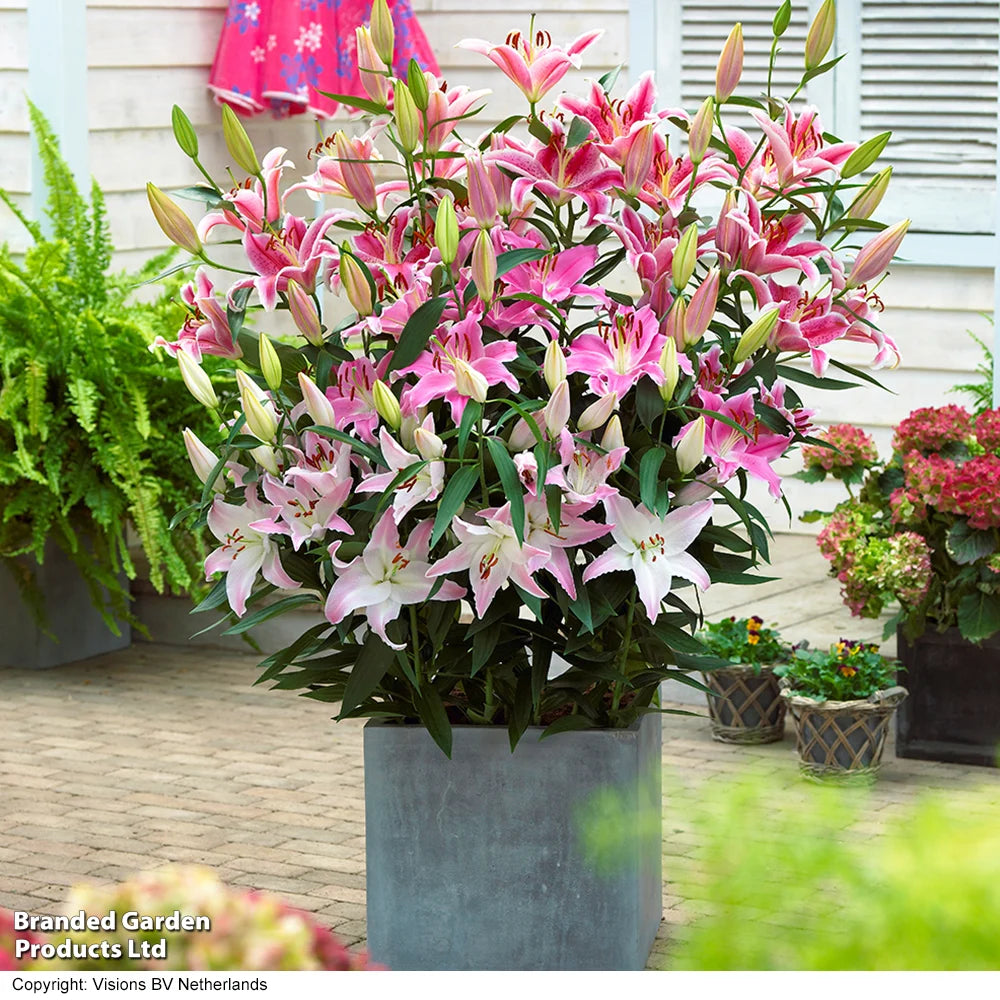 Giant Oriental Lily Collection - Bulbs | Set of 24