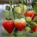 Strawberry Plant 'symphony' — Late Season Bare Roots | Set of 30