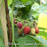 Raspberry 'tulameen' Plant | 5 x Bare Root
