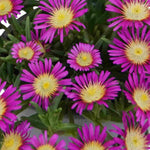 Delosperma Cooperi 'solstice Magenta' - Young Plants | 5 x Plug Plants | Purple