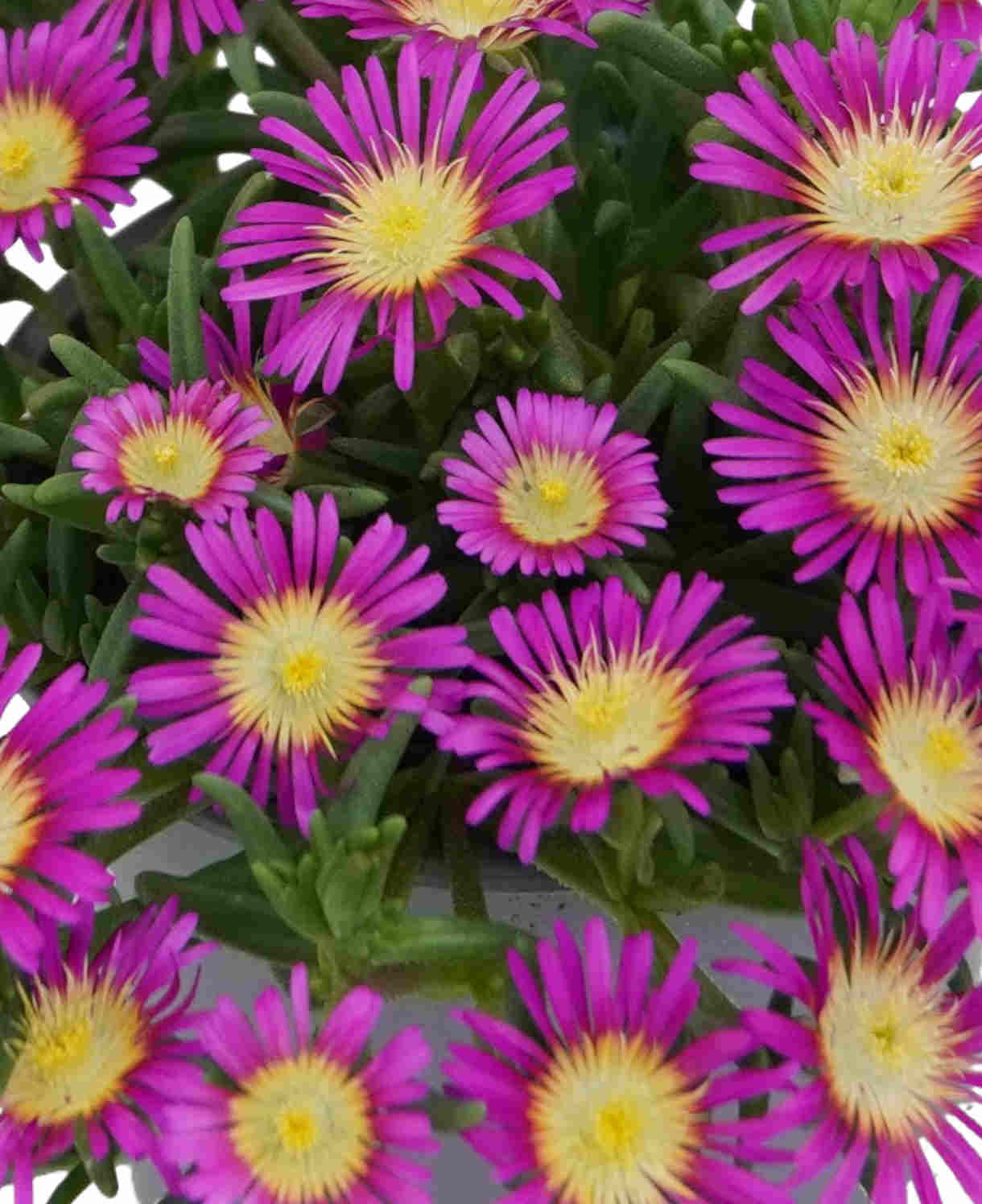 Delosperma Cooperi 'solstice Magenta' - Young Plants | 5 x Plug Plants | Purple