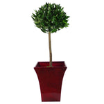 Deluxe Luxury Artificial Bay  Laurel Tree Topiary Ball - 90cm (3ft) Tall