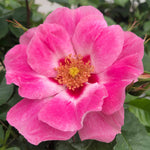 Rose 'see You In Rosé' (persica Floribunda, Fragrant, Pollinator-friendly) | 1 x Bare Root | Pink