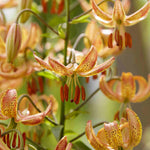 Lilium 'peppard Gold' Bulbs | 9 x Bulbs | Yellow