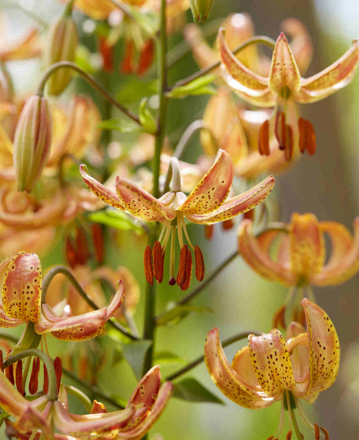 Lilium 'peppard Gold' Bulbs | 3 x Bulbs | Yellow