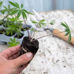 Lupin 'gallery Mix' - Hardy Herbaceous Perennials Garden Ready Plants | 20 x Pro Grower Plugs