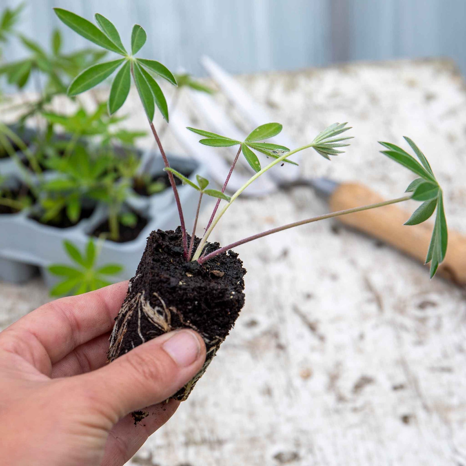 Lupin 'gallery Mix' - Hardy Herbaceous Perennials Garden Ready Plants | 20 x Pro Grower Plugs