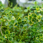 Thyme 'archers Gold' - Lemon-scented Golden Foliage Hardy Perennial | 1 x 1L | Multi