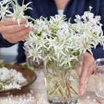 Edelweiss - Leontopodium Alpinum Blossom Of Snow - 9cm Pots | 1 x 9cm | Classic White