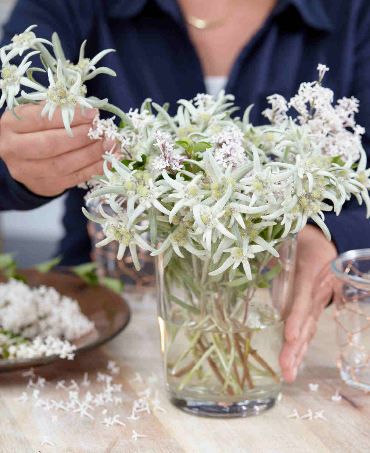 Edelweiss - Leontopodium Alpinum Blossom Of Snow - 9cm Pots | 1 x 9cm | Classic White
