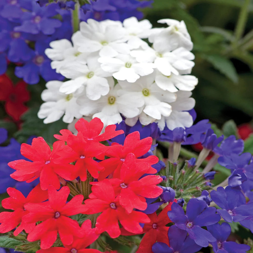 Verbena Union Jack Trailing Bedding Plants Mix Garden Ready Plants | 24 x Garden Ready Plants
