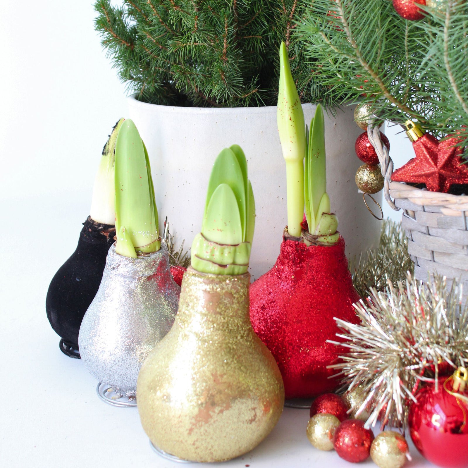 Amaryllis - 3 Pcs. - Hippeastrum 'glitter Mix' - Flower Bulb - Red