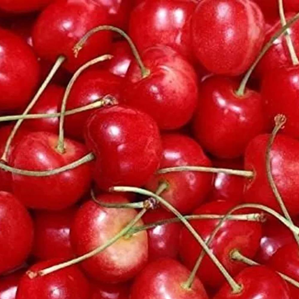 Dwarf Patio Summer Sun Cherry Fruit Tree 3-4ft Supplied In A 7.5 Litre Pot