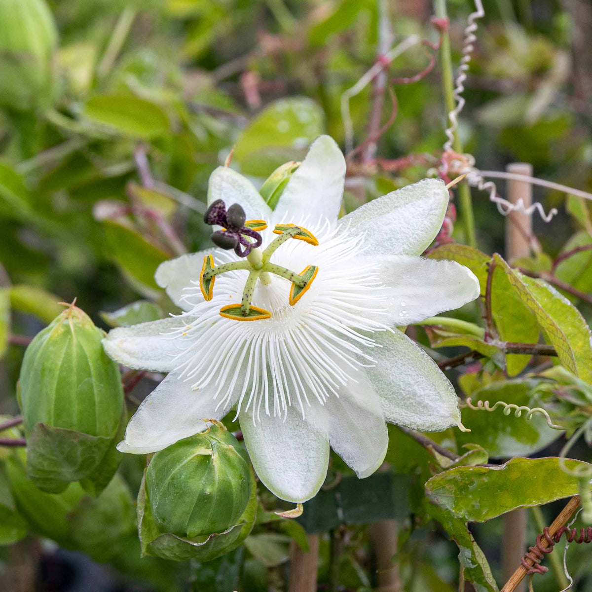 Passiflora 'constance Elliot' 3l Climbing Passion Flower White | Set of 1 | Green & White