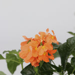 Firecracker Flower - 2 Pcs. - Crossandra 'fortuna' - Height 20-30cm - ⌀13cm | Set-of-2 | Orange