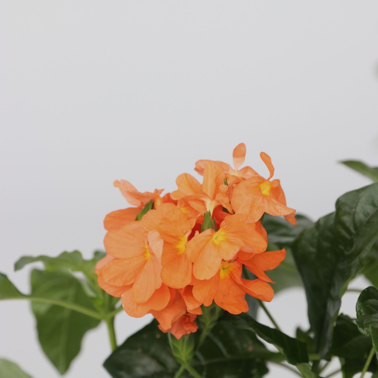 Firecracker Flower - 4 Pcs. - Crossandra 'fortuna' - Height 20-30cm - ⌀13cm | Set-of-4 | Orange