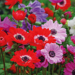 Anemone St Brigid Doubles Bulbs | 200 x Bulbs