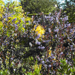 Ceanothus Tuxedo - Chocolate Leaf Californian Lilac - 9cm pot | 1 x 9cm | Blue
